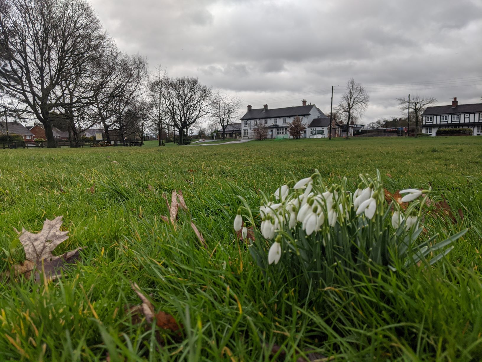 Snowdrops starting to show on the green